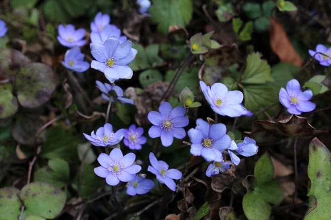 Leberblümchen