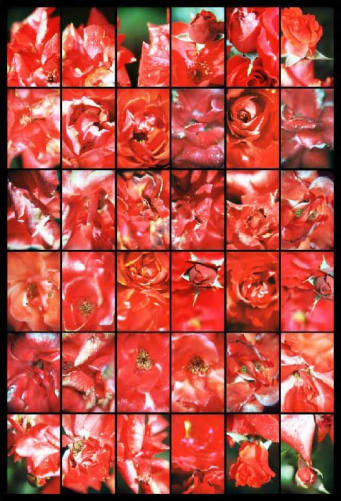 rosenrot, Fotocollage