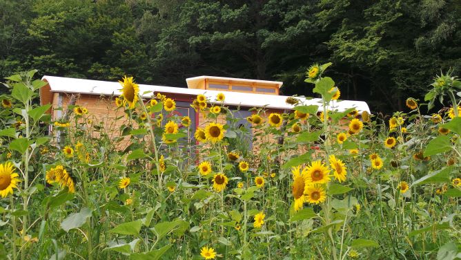 Wohnwagen im Sonnenblumenfeld