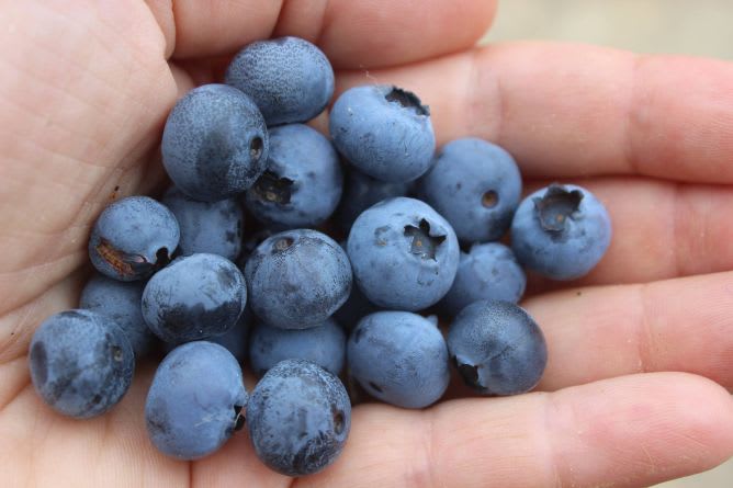 Blueberries