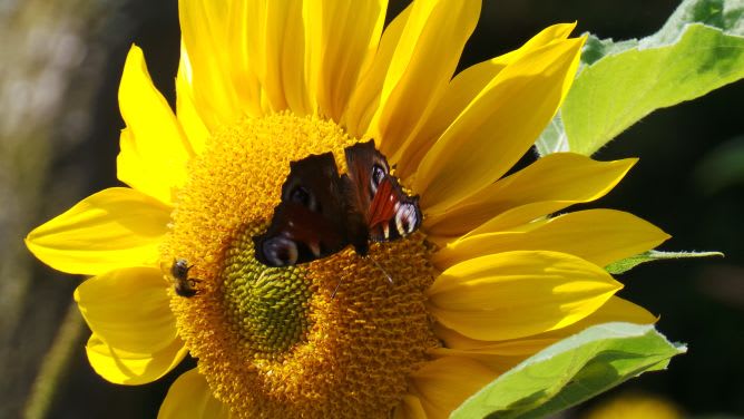 Sonnenblume mit Tagpfauenauge