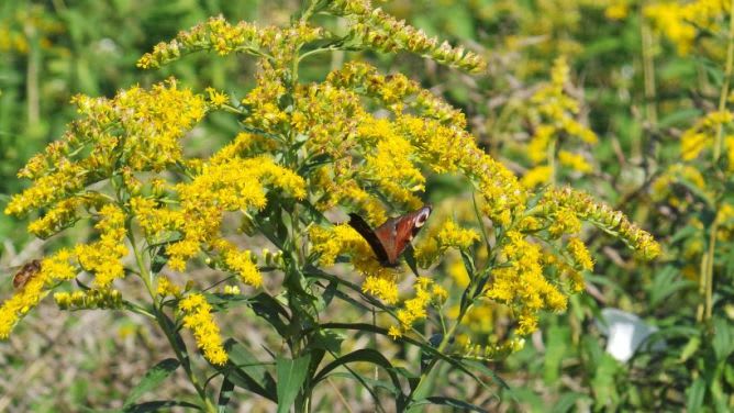 Goldenrod