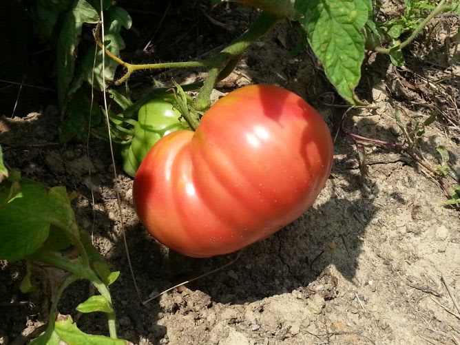 Tomato