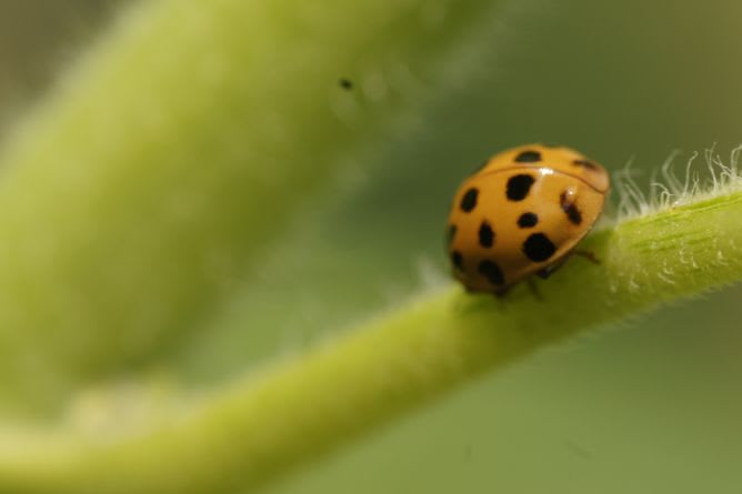 Ladybird