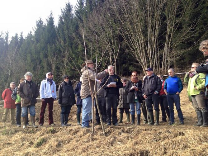 beim Baumschnitt im Frühjahr