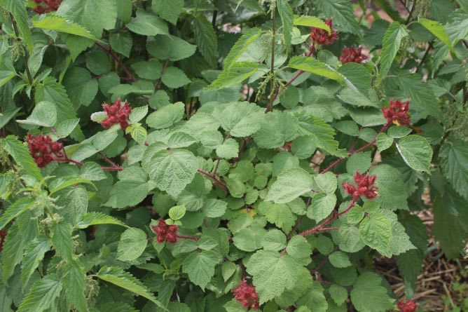 Thai berries