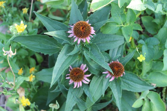 coneflower