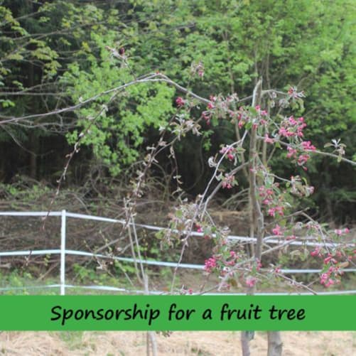 Sponsorship for a fruit tree