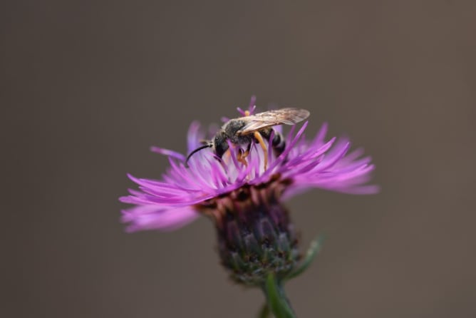 Centaurea jacea