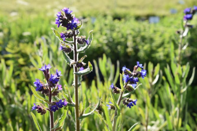 Anchusa officinalis