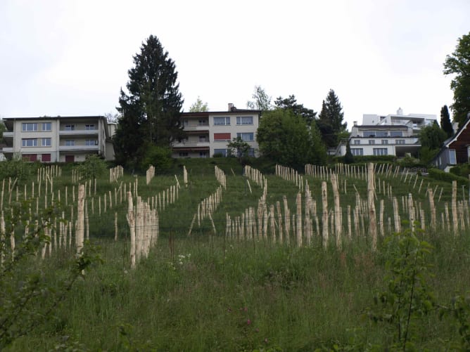 Der Rebberg und seine Nachbarschaft