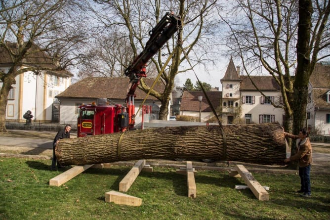 The «making of» our log boat Xiphia in 2014