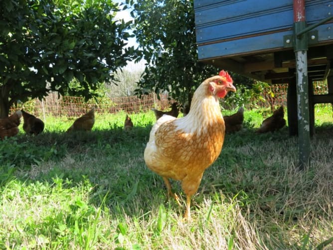 Gallina da uova felice : )