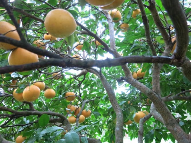 Albero di pompelmi 