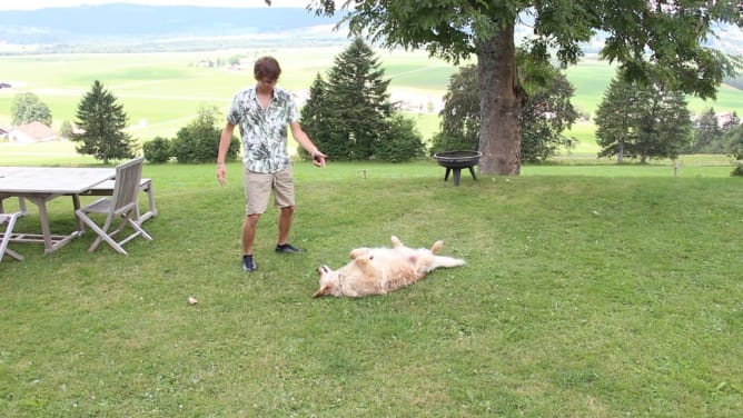 Essai avec le chien de simuler sa mort