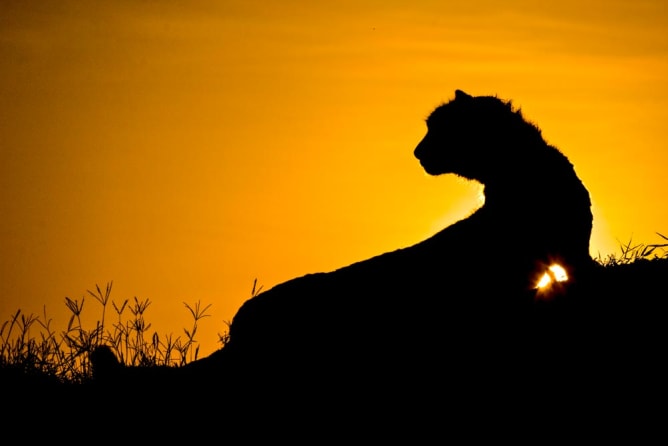 Gepard bei Sonnenaufgang