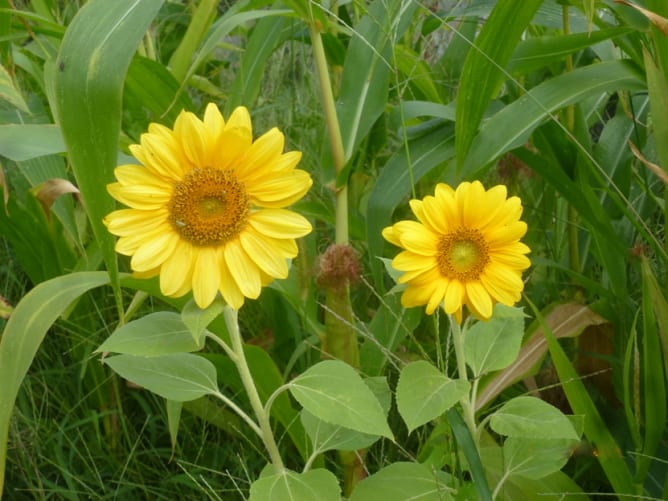 Blumen aus unserem Garten