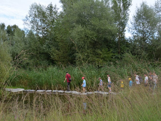 Naturbildung in der Silberweide