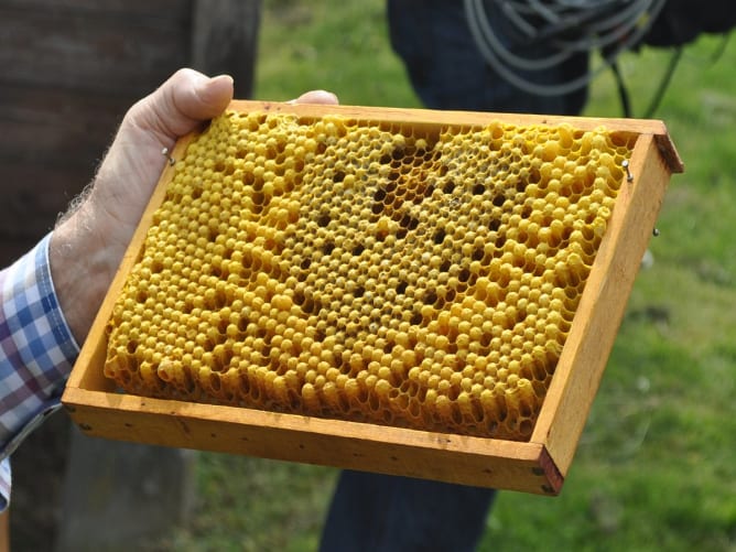 Drohnenbrutwabe mit rund einem Kilogramm Larven und Puppen.