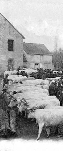 La foire aux bestiaux