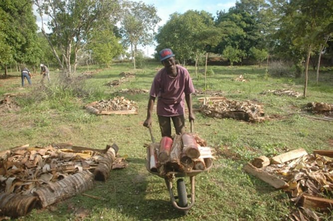 One year ago we started the sistem agroforest