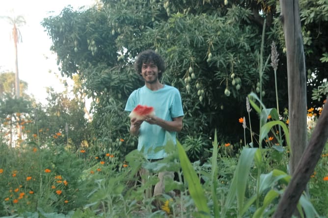 Harvesting Watermelon after 6 months