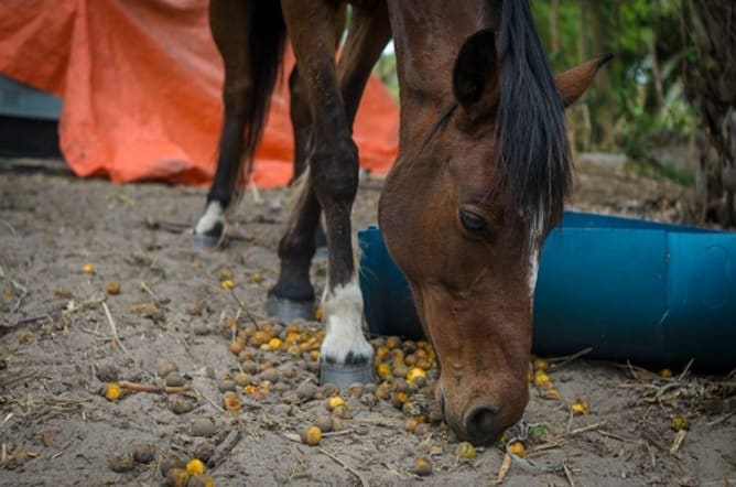 Dona Mansa unser Pferd liebt Bocaiuva