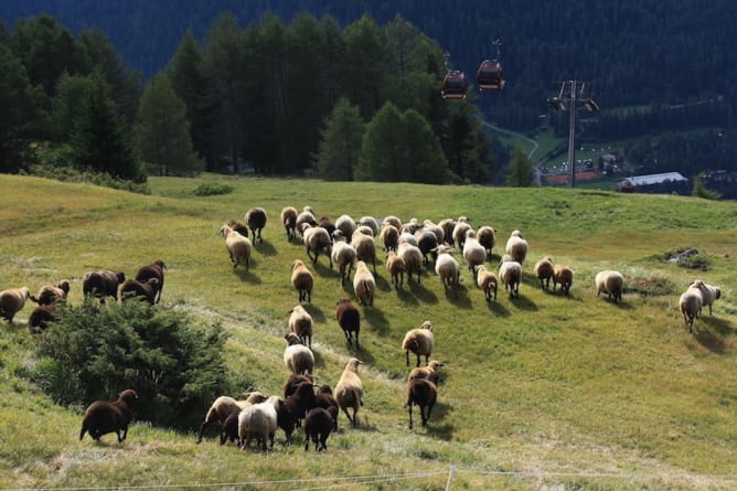 Die Schafe kommen von der höchsten Weide hinunter...