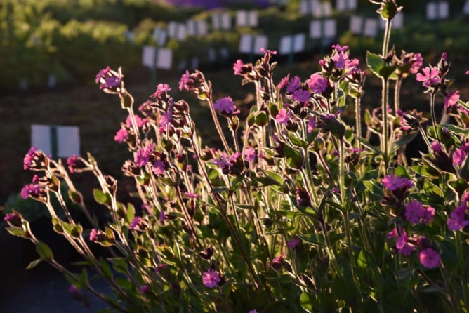 Silene dioica