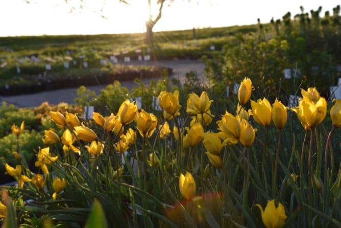 Tulipa sylvestris en pépinière