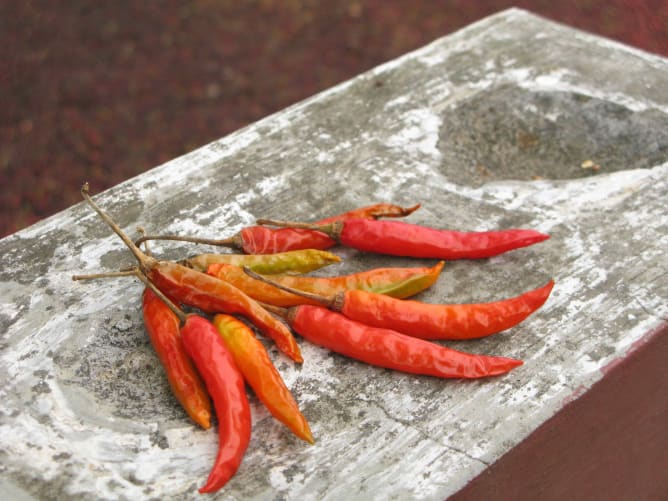 «Der Chilli ist eine Geschmacksexplosion!» Bernhard