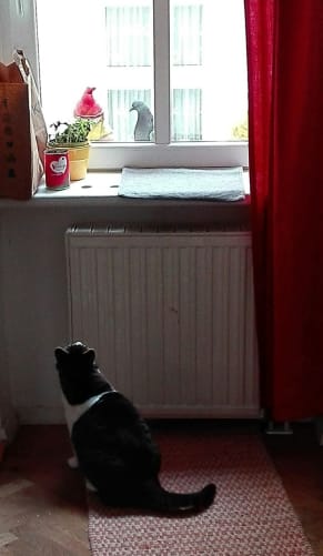 Provokanter Taubenbesuch am Fenster ohne Katzenbalkon