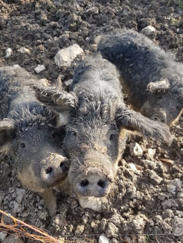 Wollschweine, die Bier gern haben...