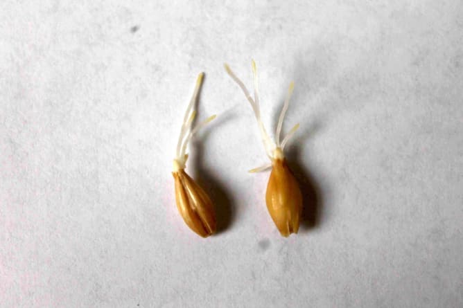 Grains d'orge en germination