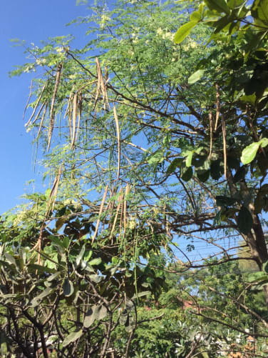 Moringa Olifeira Baum