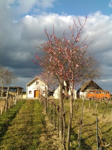 Unser Weinkeller im Vorfrühling (genau hinter dem Baum)