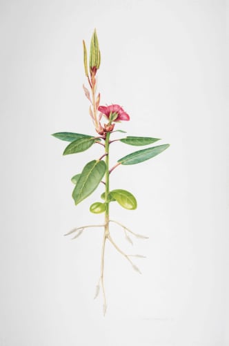 «Urpflanze» - Ein neues Modell der Pflanze für den Unterricht als Ergebnis der Forschungsarbeiten. Aquarell: F. Fahrni; Entwurf: P. Schilperoord