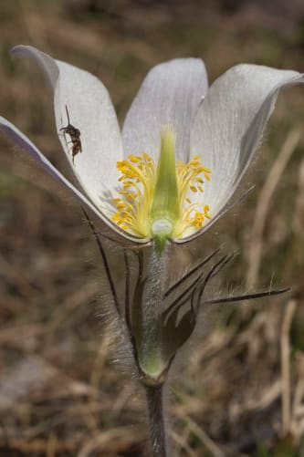 Frühlingsküchenschelle, Innenansicht. 