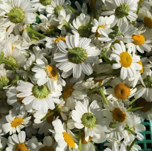 Une récolte de fleurs de grande camomille