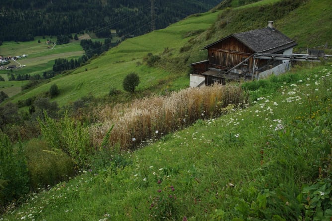 Schaugarten und Mühle in Ftan 23. August 2017