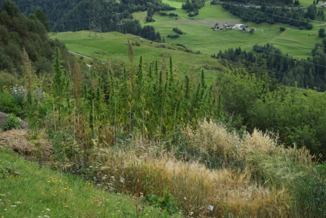 Schaugarten in Ftan 23. August 2017