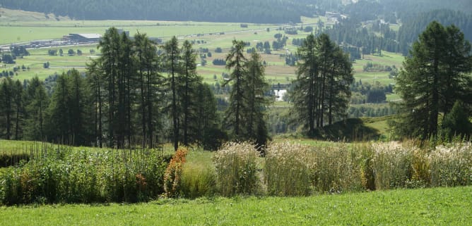 Schaugarten Samedan. Es ist ein Ackerbohnen- und Erbsen- Jahr. 