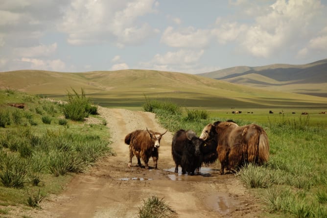 Les yacks regardent passer les cyclistes en Mongolie