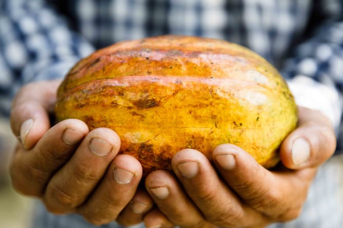 Les producteurs cueillent à la main les cabosses de cacao depuis les arbres. 