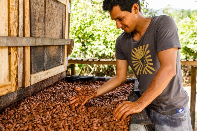 … and ferment the beans for several days.