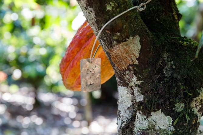 Die Frucht eines Kakaos «Nativo» am Baum.