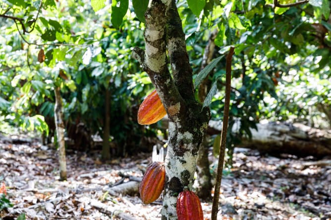 This is how cacao grows in our Alto Huayabamba valley.