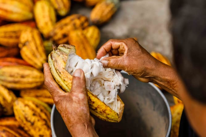 Ils sortent les fèves de cacao depuis les cabosses