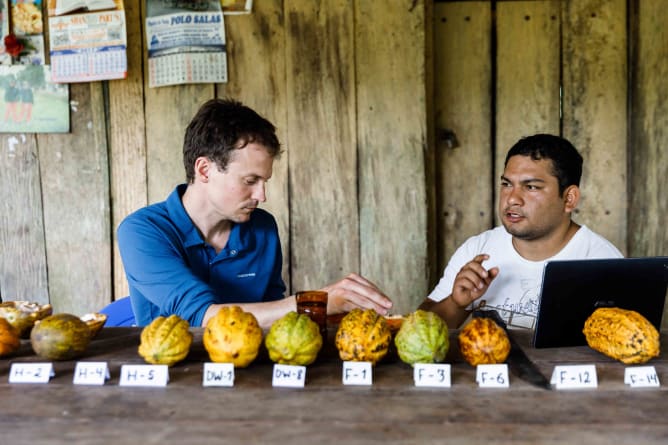 Il nous reste encore beaucoup à découvrir de ces variétés de cacao natifs. 