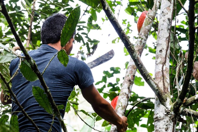 Nous cherchons à préserver ces variétés de cacao...